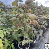 Rubus idaeus 'Summer Lovers® Garden Purple' - Harilik vaarikas 'Summer Lovers® Garden Purple' C1,5/1,5L